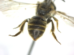 Lasioglossum malachurum