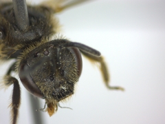 Lasioglossum malachurum