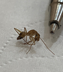 Camponotus