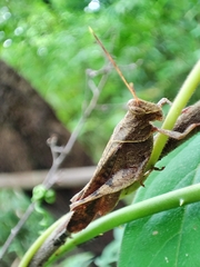 Coptacrinae