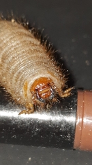 Scarabaeoidea