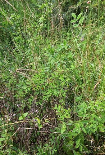 Indigofera trita var. scabra image