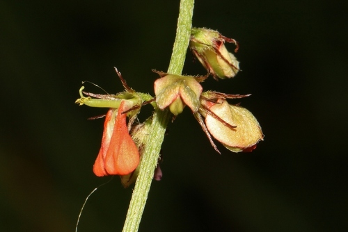 Indigofera trita var. scabra image