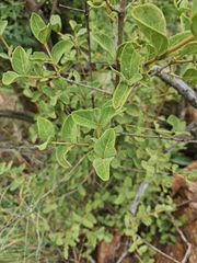 Afrocanthium gilfillanii