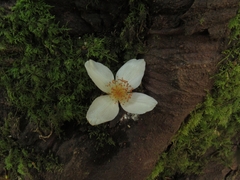 Eucryphia cordifolia