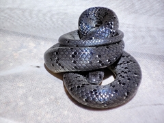 Pareas margaritophorus