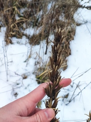 Oenothera rubricaulis