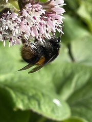 Bombus terrestris audax