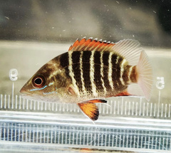 Lutjanus argentimaculatus