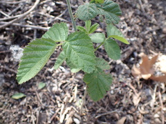 Rubus ursinus macropetalus