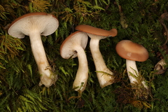 Clitocybe americana