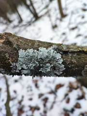 Parmelina tiliacea