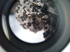 Umbilicaria cylindrica