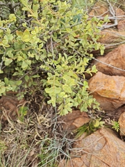 Vangueria parvifolia