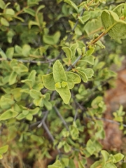 Vangueria parvifolia