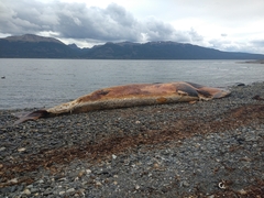 Balaenoptera borealis