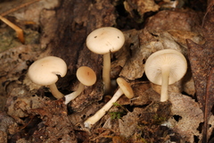 Clitocybe regularis