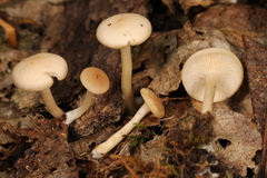 Clitocybe regularis