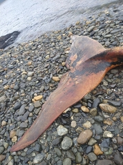 Balaenoptera borealis