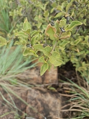 Vangueria parvifolia