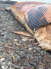 Balaenoptera borealis