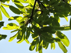 Persea willdenovii