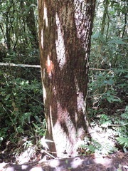 Persea willdenovii