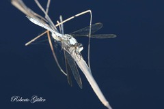 Erythrodiplax pallida