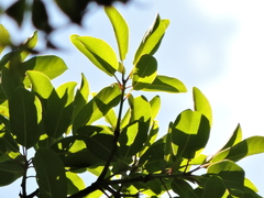 Persea willdenovii