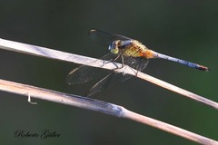 Erythrodiplax pallida