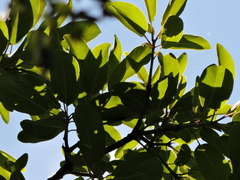 Persea willdenovii