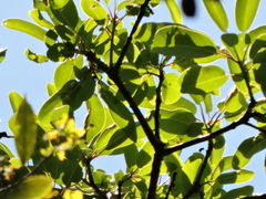 Persea willdenovii