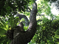 Persea willdenovii