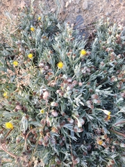 Senecio magellanicus