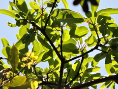 Persea willdenovii