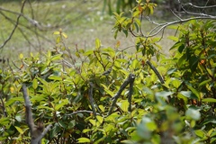 Phylloscopus proregulus