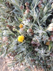 Senecio magellanicus