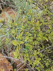 Vangueria parvifolia