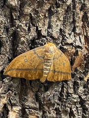 Eacles imperialis opaca