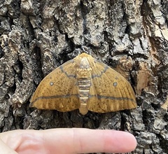 Eacles imperialis opaca