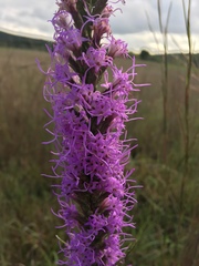 Liatris punctata mucronata