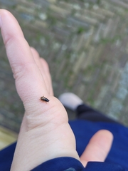 Chilothorax