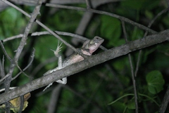 Calotes versicolor