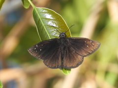 Ephyriades brunnea