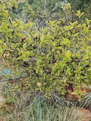 Vangueria parvifolia