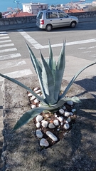 Agave americana
