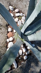 Agave americana