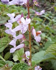 Plectranthus ciliatus