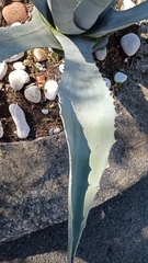 Agave americana