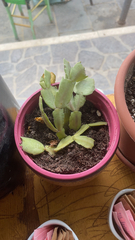 Schlumbergera truncata